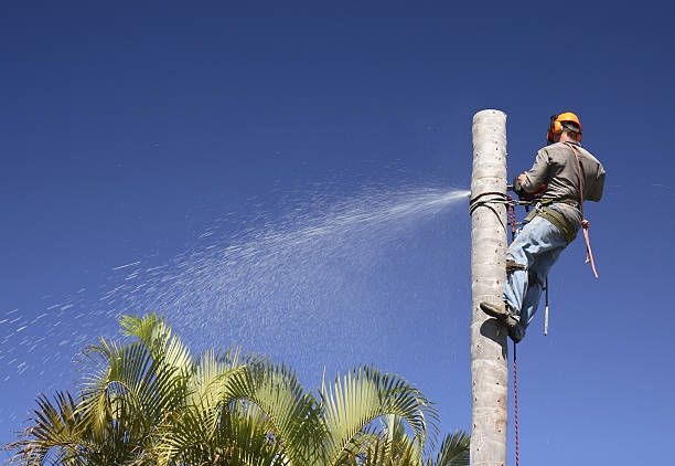 How Our Tree Care Process Works  in  St James City, FL